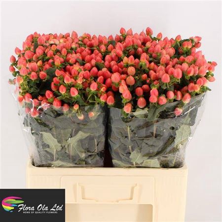 Hyp Mag Roy Princess