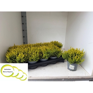 Calluna vulg. Skyline gemengd