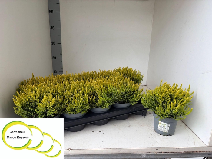 <h4>Calluna vulg. Skyline gemengd</h4>