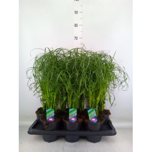 Cyperus alternifolius