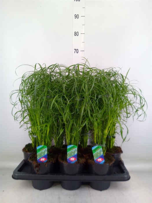 <h4>Cyperus alternifolius</h4>