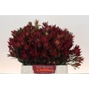 Leucadendron Blush Spray