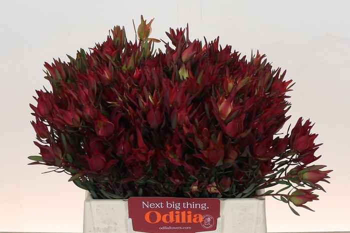 Leucadendron Blush Spray