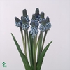 WAX APPEL H%