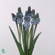 WAX APPEL H%