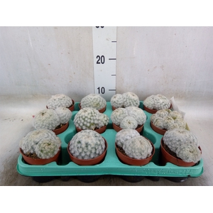 Mammillaria