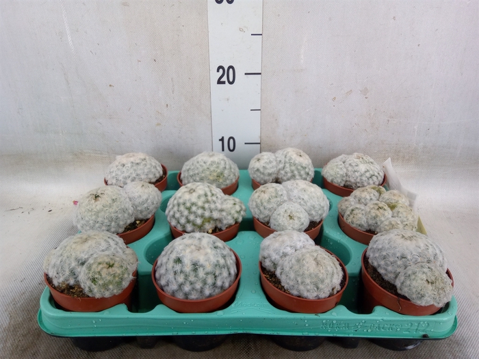 <h4>Mammillaria</h4>