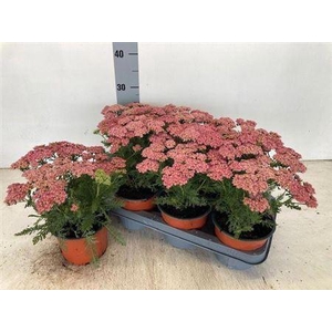 Achi Millefolium
