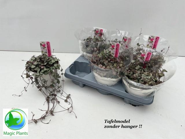 <h4>CEROPEGIA WOODII SUP</h4>