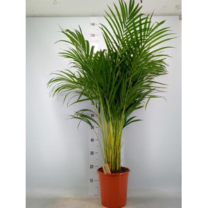 Dypsis lutescens ...Chrysalidoca