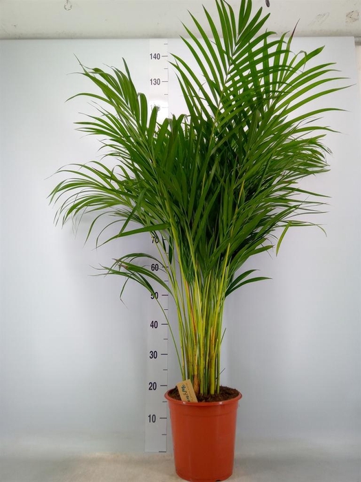 <h4>Dypsis lutescens   ...Chrysalidoca</h4>