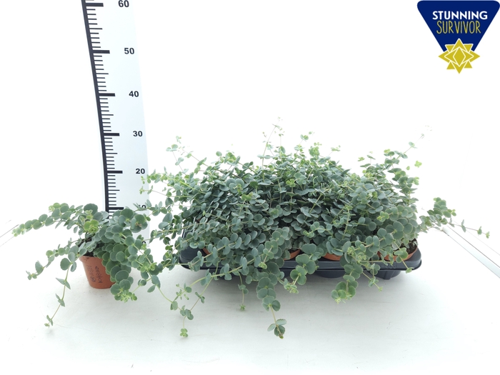 <h4>SEDUM SIEBOLDII</h4>