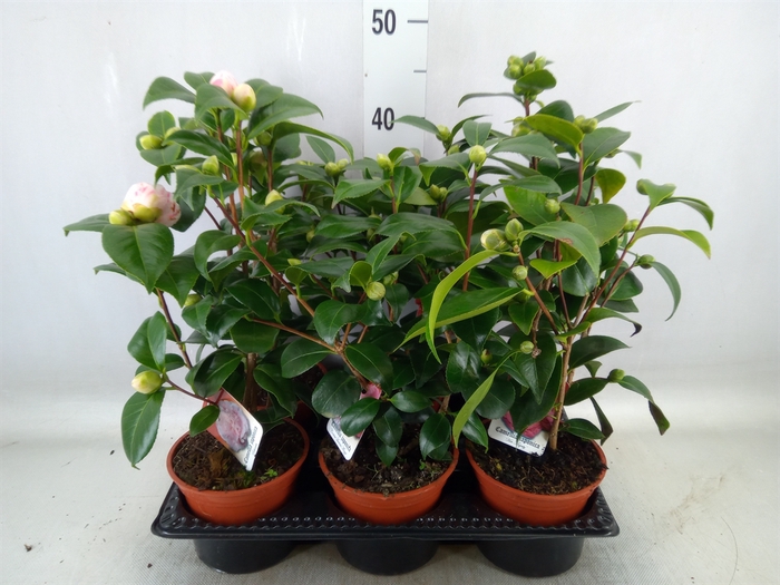 <h4>Camellia japonica</h4>