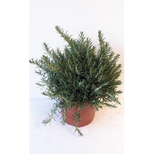 Rosmarinus officinalis 'Prostratus'