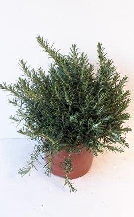 <h4>Rosmarinus officinalis 'Prostratus'</h4>