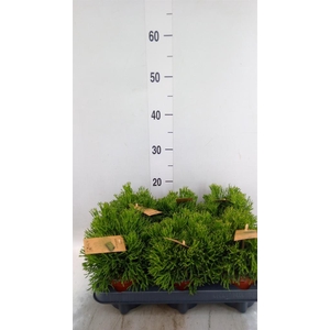 Rhipsalis   ...