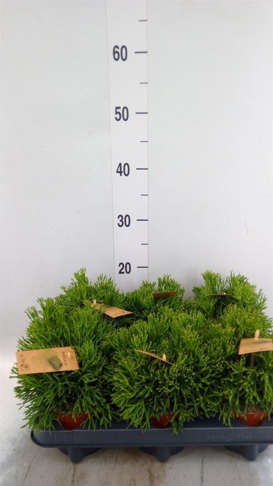 <h4>Rhipsalis   ...</h4>