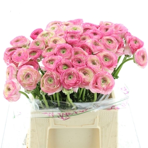 Ran Su Sr Felicidade White Pink Extra