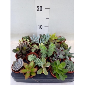 Succulents   ...
