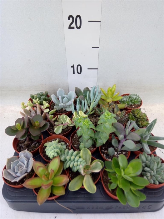 <h4>Succulents   ...</h4>