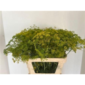 ANET GRAVEOLENS