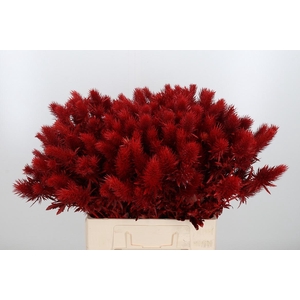 Eryn Supernova Kl Bh Rood