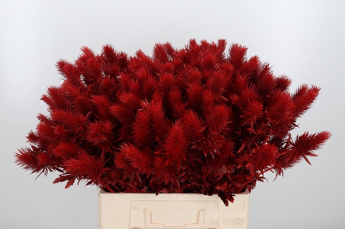 <h4>Eryn Supernova Kl Bh Rood</h4>