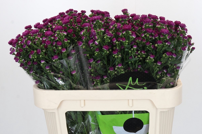 <h4>Aster Flash</h4>