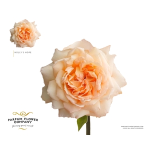 Rosa Princess Holly's Hope