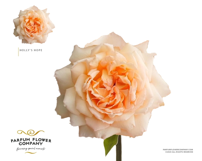 <h4>Rosa Princess Holly's Hope</h4>