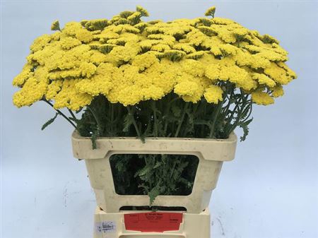 <h4>Achillea Moonshine</h4>
