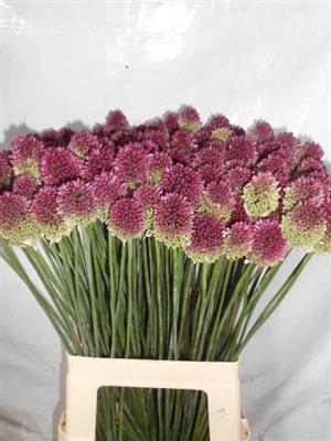 <h4>ALLIUM SPHAEROCEPHAL 60 CM x50</h4>