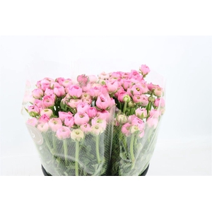 Ran Elegance Light Pink