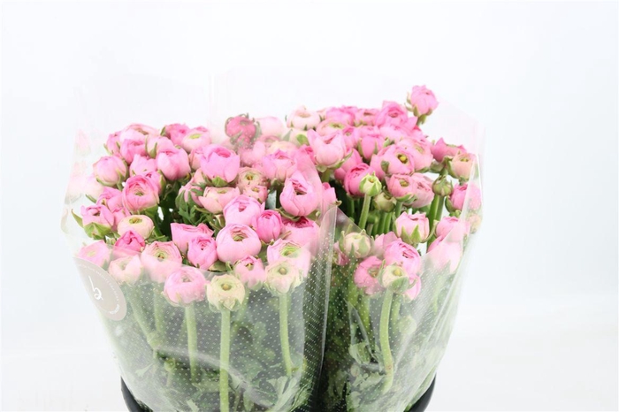 Ran Elegance Light Pink