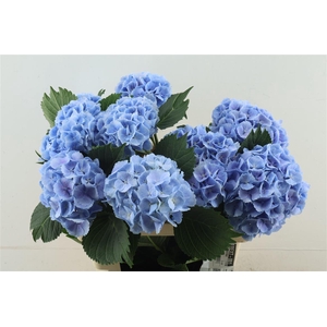 Hydr M Lollypop Blue 60-17