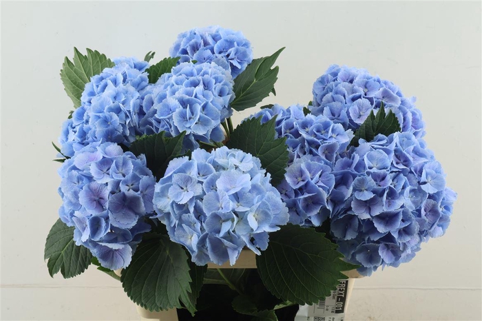 <h4>Hydr M Lollypop Blue 60-17</h4>