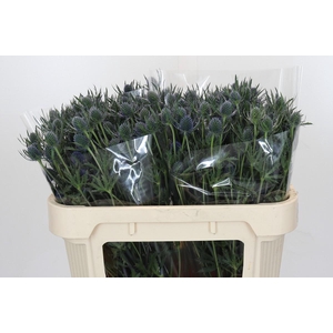 Eryngium Blue Dynamite