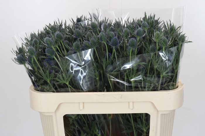 Eryngium Blue Dynamite