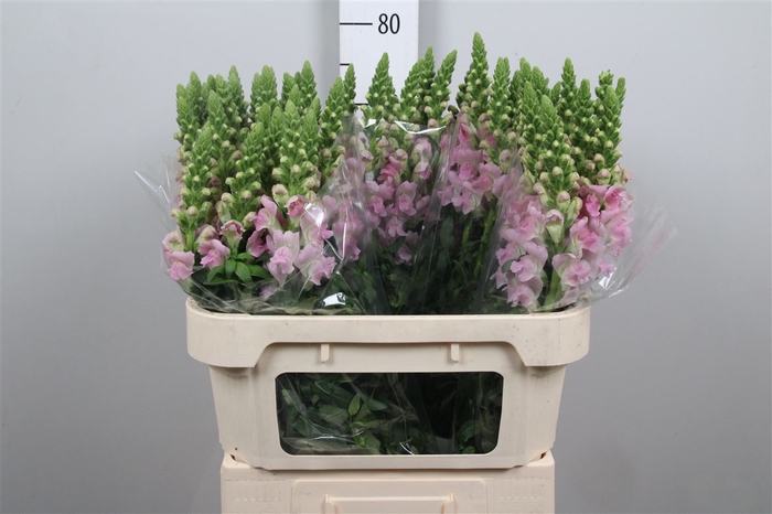 <h4>Antir Legend Li Pink</h4>