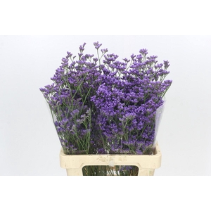 Limonium Maine Blue