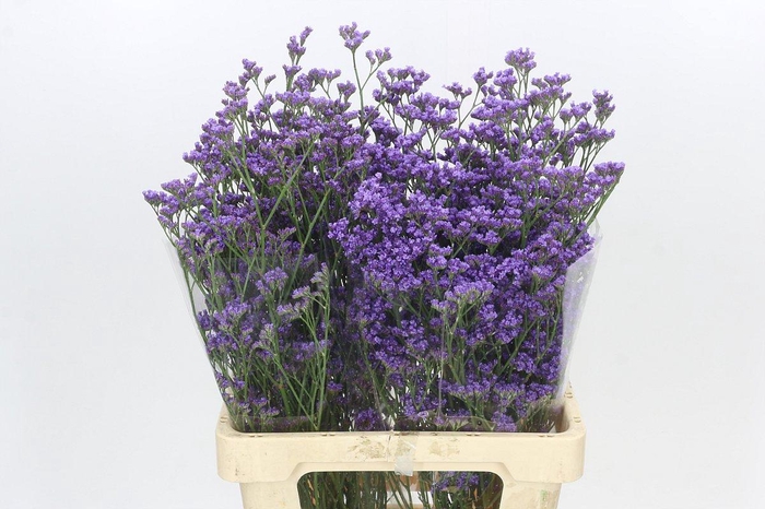 <h4>Limonium Maine Blue</h4>