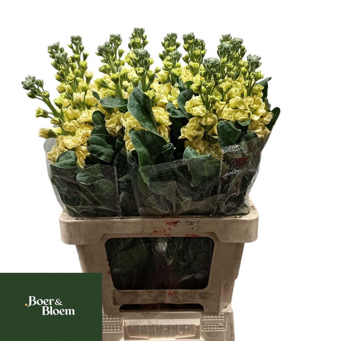 <h4>MATTH IRON YELLOW</h4>