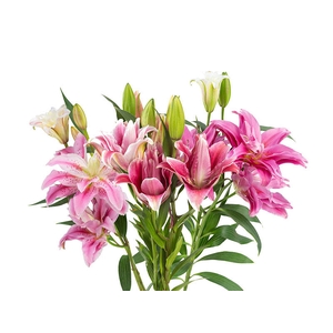 LIRIO ROSELILY ISABELLA 060 CM DOBRADO HT MIN 2 FL