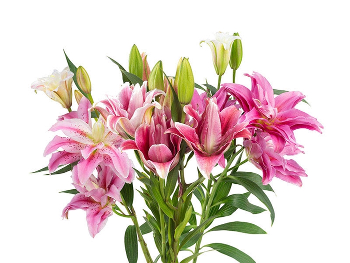 <h4>LIRIO ROSELILY ISABELLA 060 CM DOBRADO HT MIN 2 FL</h4>