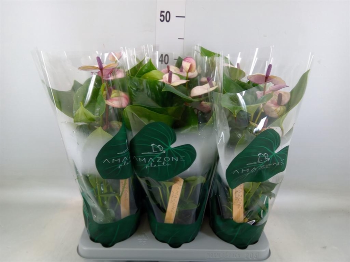 <h4>Anthurium andr. 'Laguna'</h4>