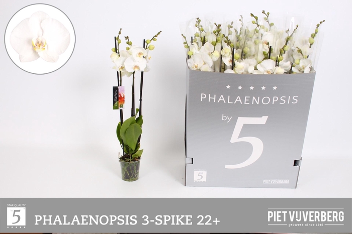 <h4>PHAL OV WIT</h4>