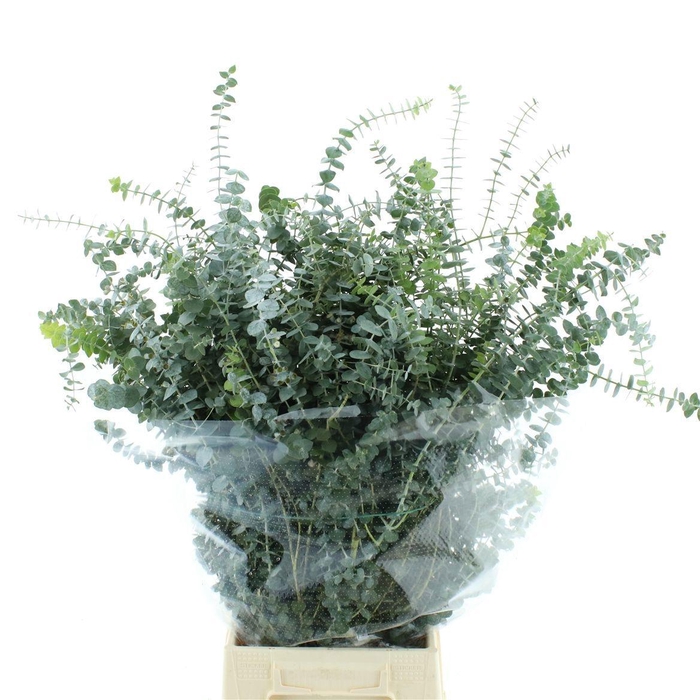 <h4>EUC BABY BLUE P BS</h4>