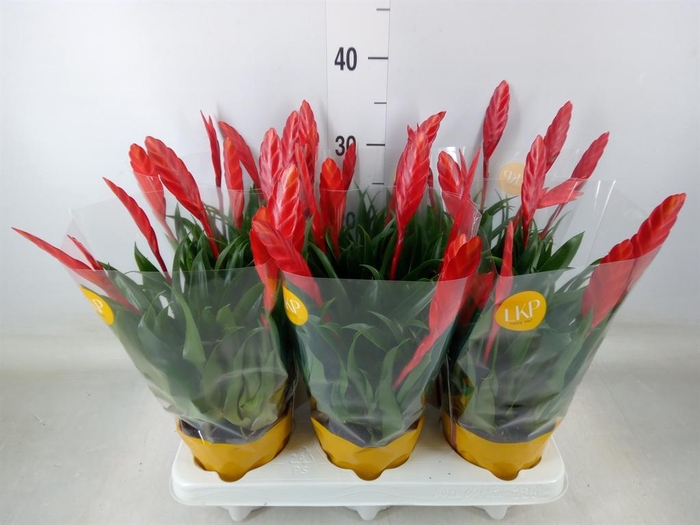 <h4>Vriesea  'Conchita'</h4>