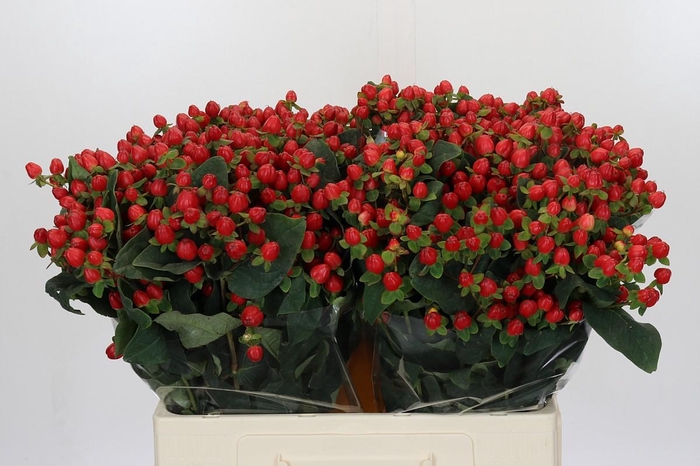 <h4>Hypericum Magical Triumph</h4>