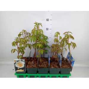 Paeonia lact. 'Krinkled White'